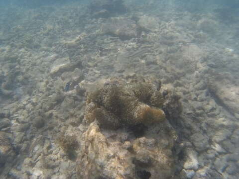 Image of Atlantic carpet anemone