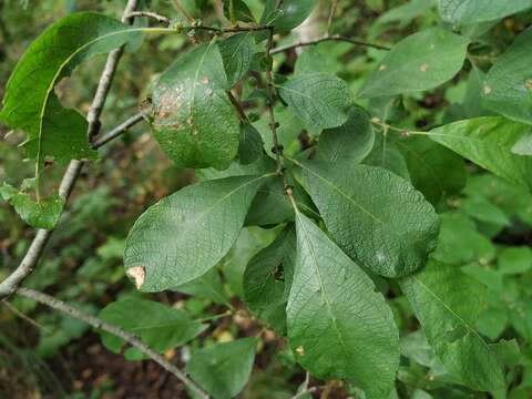 Image of eared willow