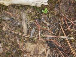 Image of Oranian Giant Centipede