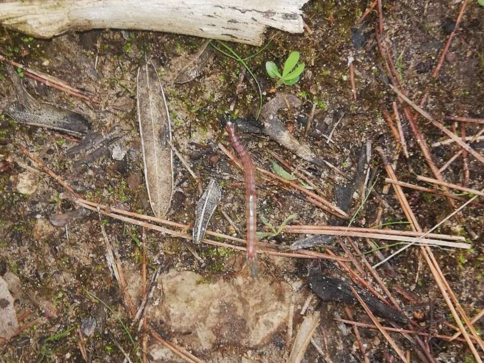 Image of Oranian Giant Centipede