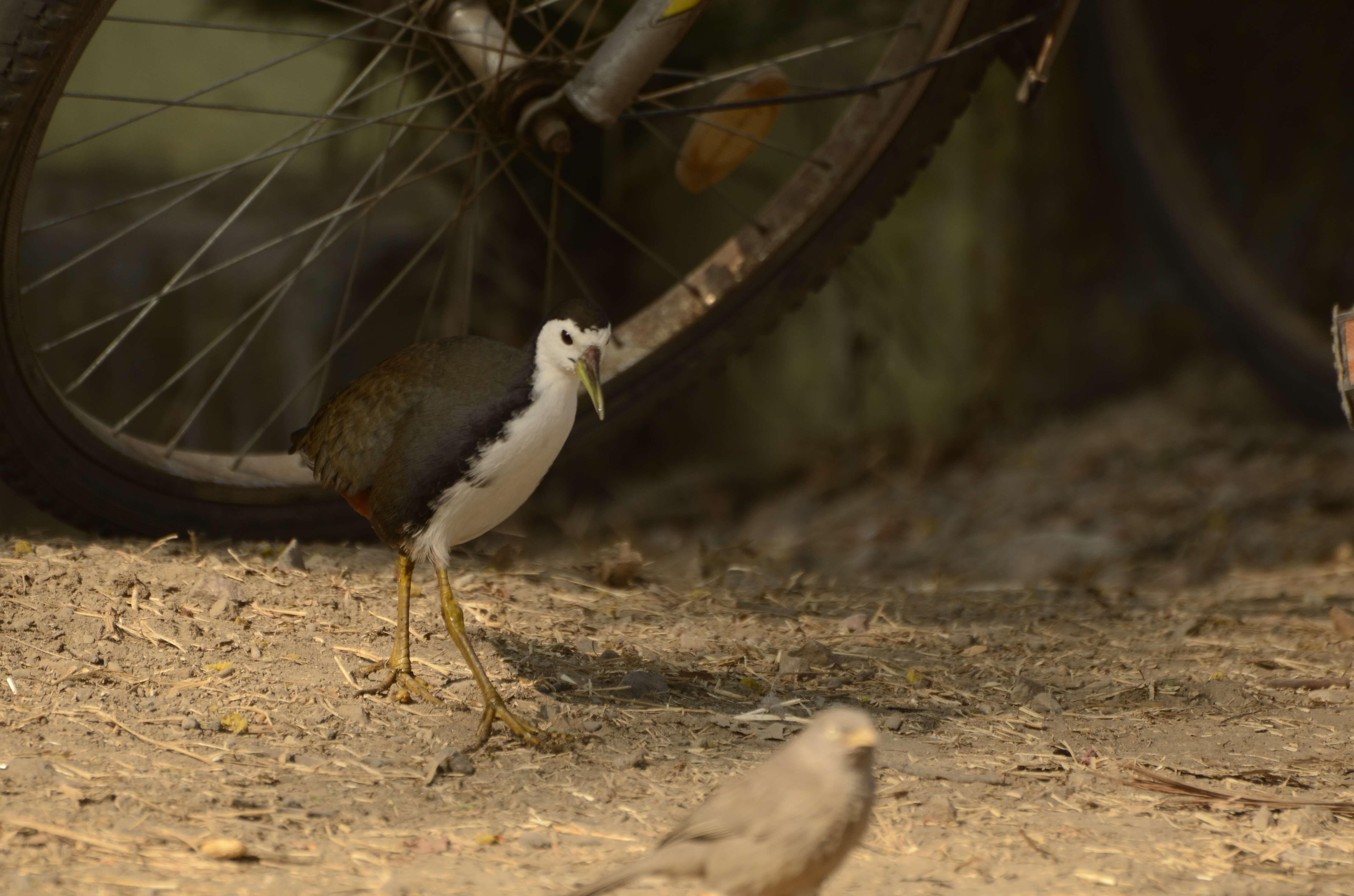 Image of White-breasted Waterhen