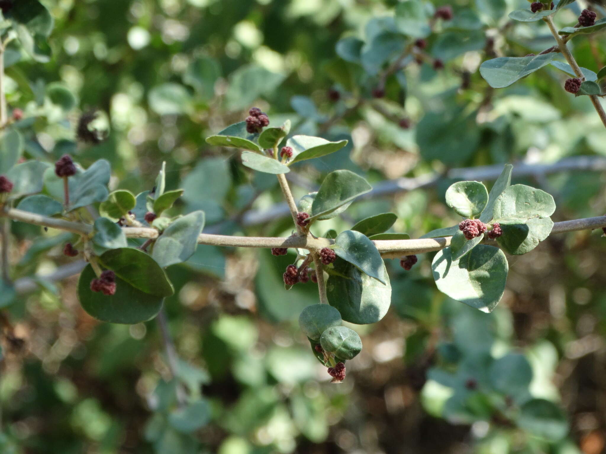 Image de Pisonia capitata (S. Wats.) Standl.