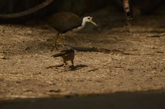 Image of White-breasted Waterhen