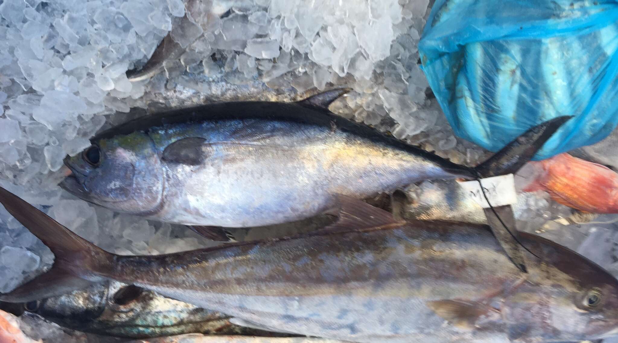 Image of Albacore