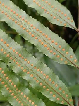 Goniophlebium persicifolium (Desv.) Bedd.的圖片