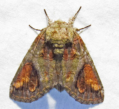 Image of Oblique Heterocampa