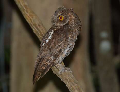 Image of Oriental Scops Owl