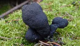 Imagem de Xylaria polymorpha (Pers.) Grev. 1824