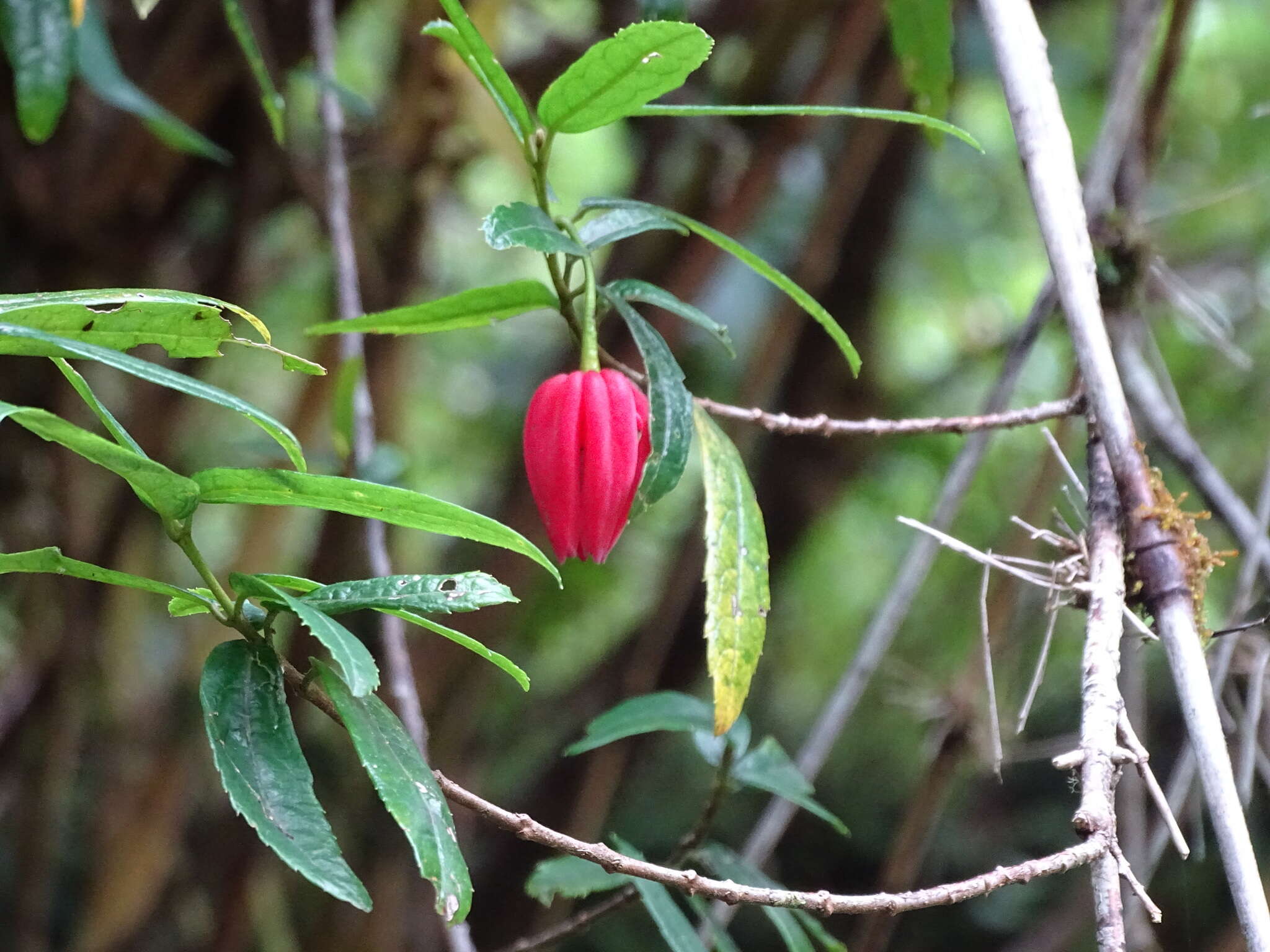 Image of Chilean Lantern Tree