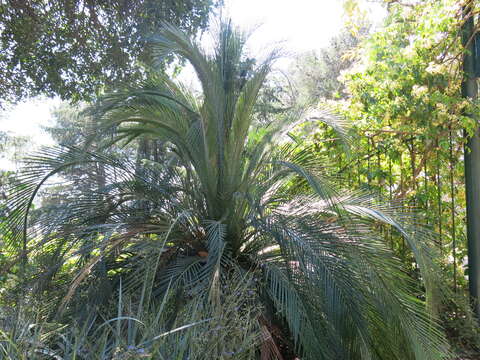 Image of Macrozamia moorei F. Muell.