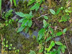 Image of Lysionotus pauciflorus var. pauciflorus