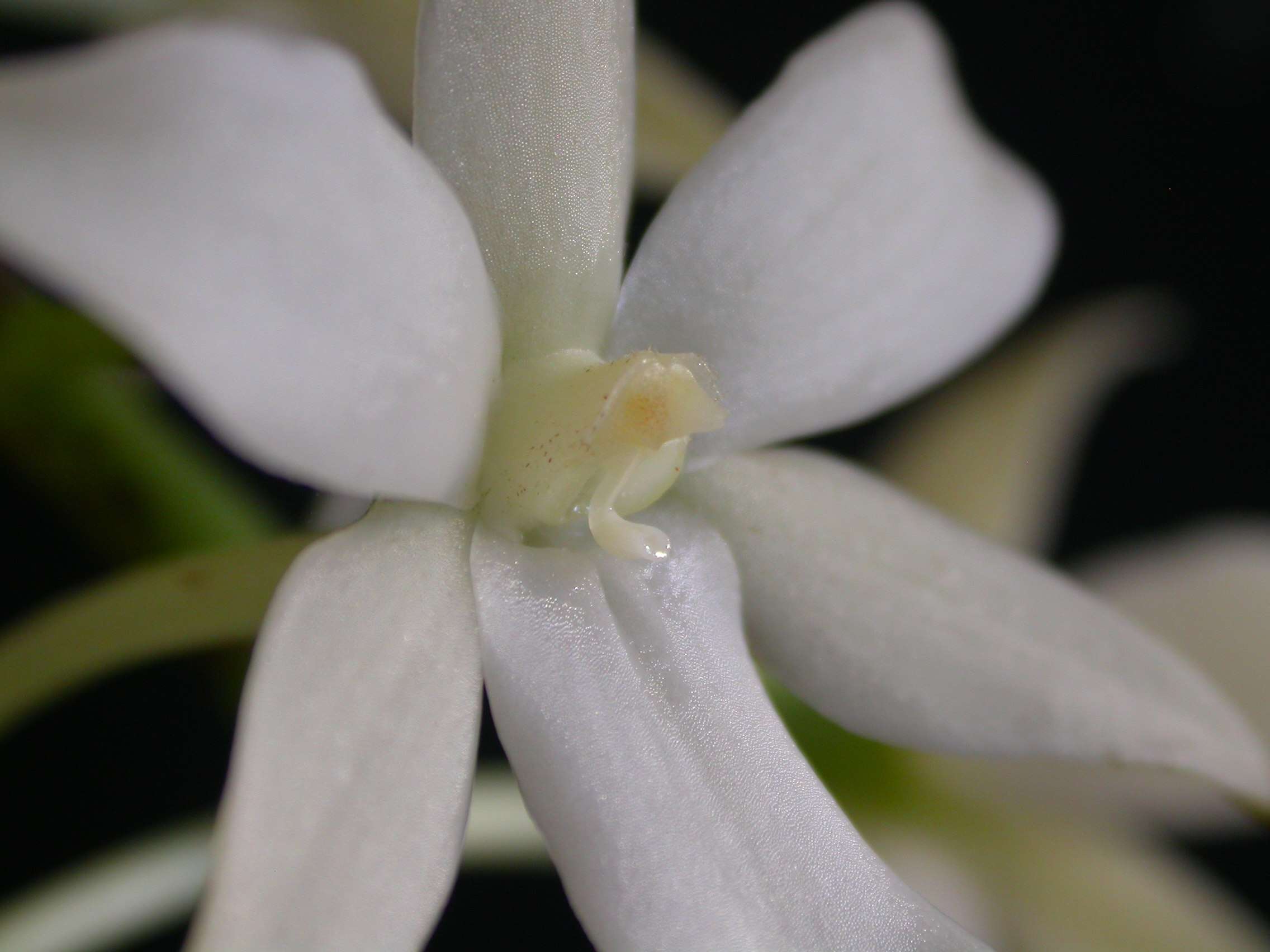 Image of Aerangis articulata (Rchb. fil.) Schltr.