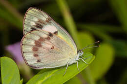 Colotis amata (Fabricius 1775)的圖片