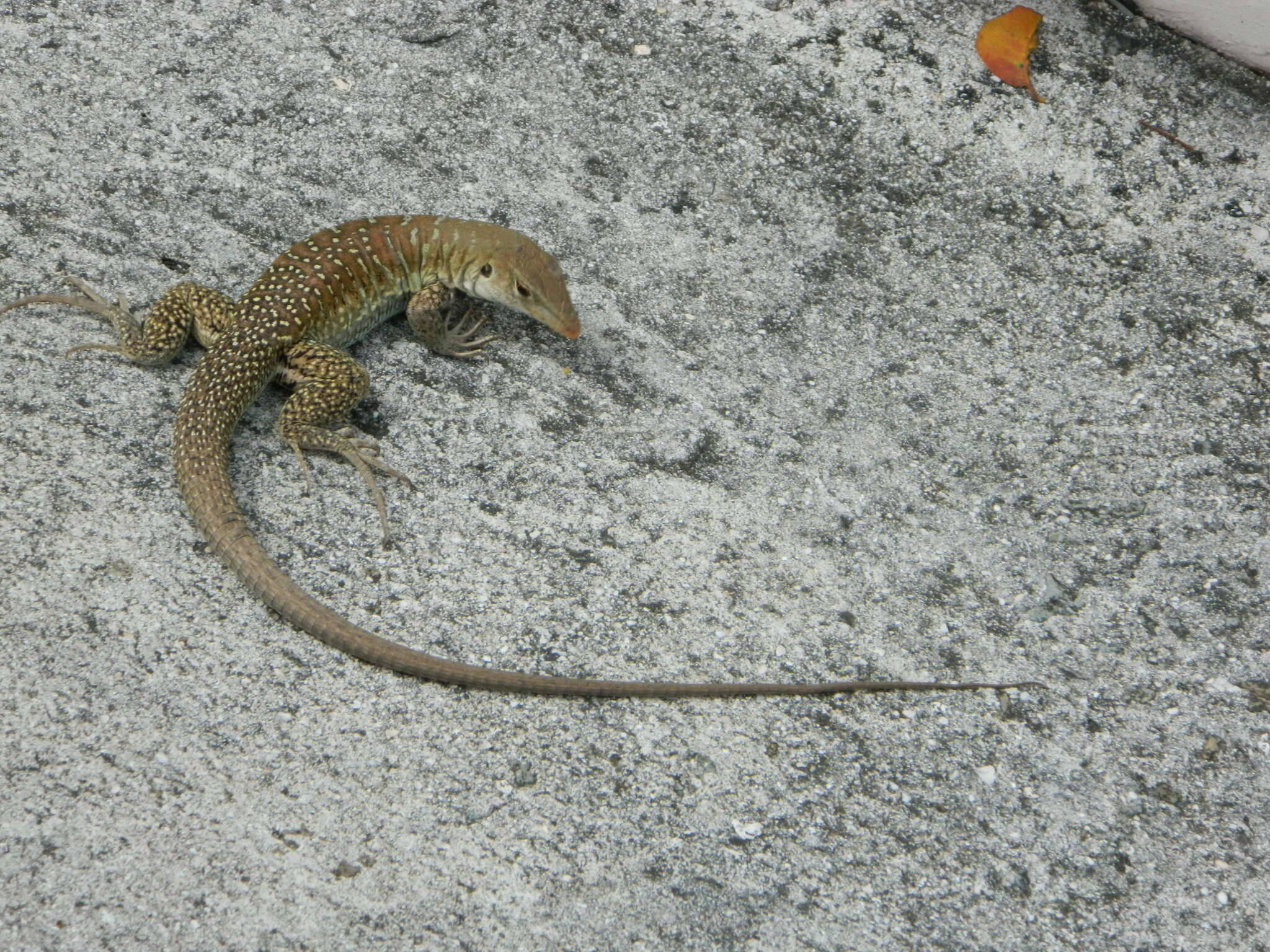 Image of Pholidoscelis griswoldi (Barbour 1916)