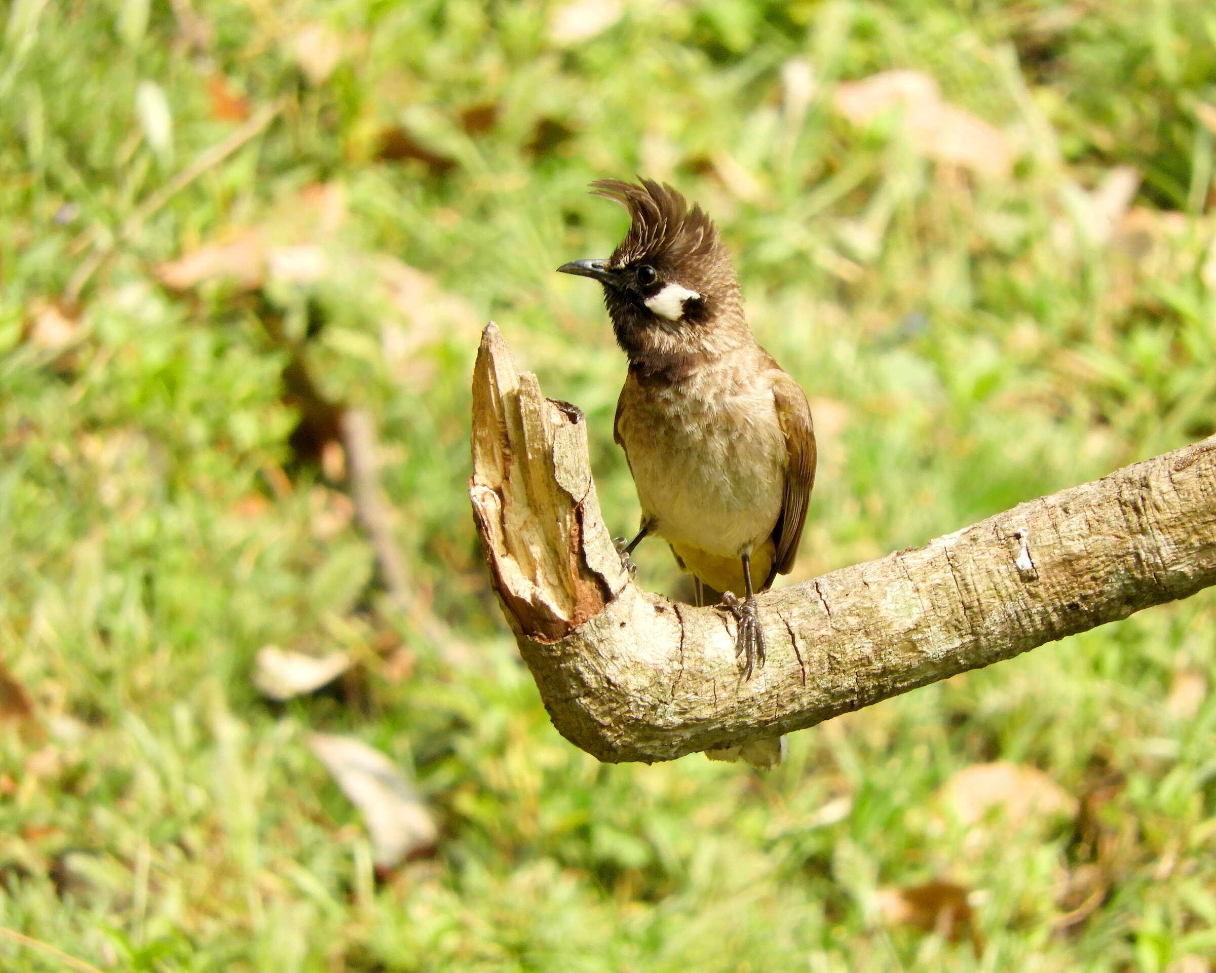 Image of Himalayan Bulbul