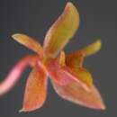 Image de Epidendrum compressum Griseb.