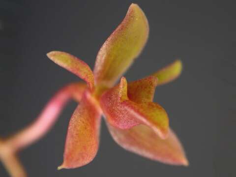 Image de Epidendrum compressum Griseb.