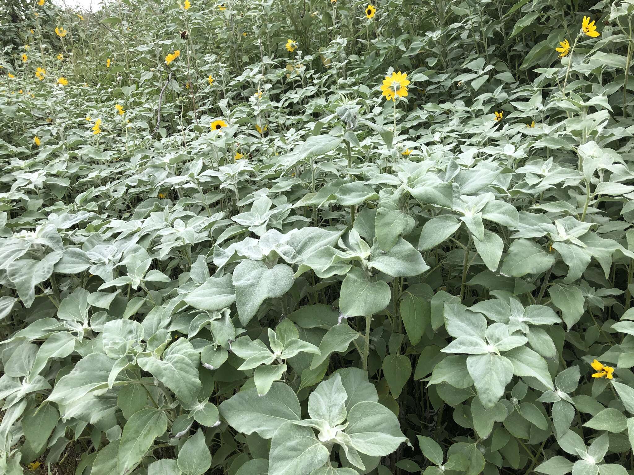 Слика од Helianthus argophyllus Torr. & A. Gray