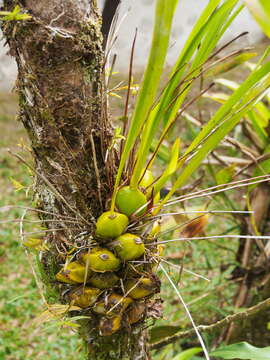 Image of Maxillaria egertoniana (Bateman ex Lindl.) Molinari