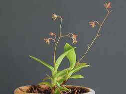 Image de Epidendrum compressum Griseb.