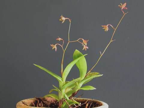 Image of Epidendrum compressum Griseb.