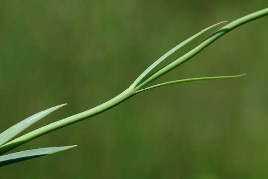 Image of Chironia palustris Burch.