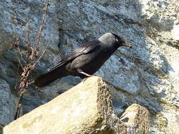 Image of Eurasian Jackdaw