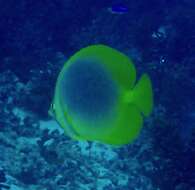 Image of Golden Butterflyfish