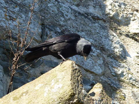 Image of Eurasian Jackdaw