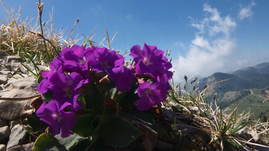 Sivun Primula spectabilis Tratt. kuva