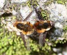 Image of Large bee-fly