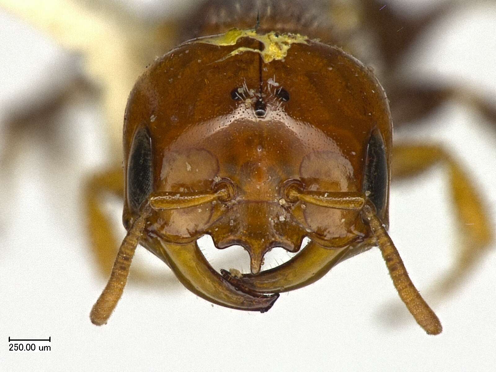 Image of Macrotera portalis (Timberlake 1954)