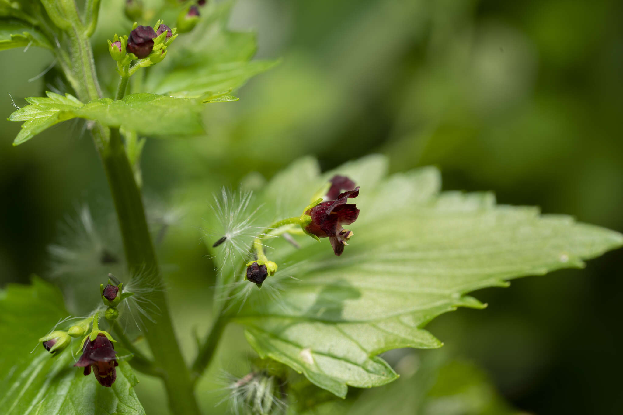 Imagem de Scrophularia peregrina L.