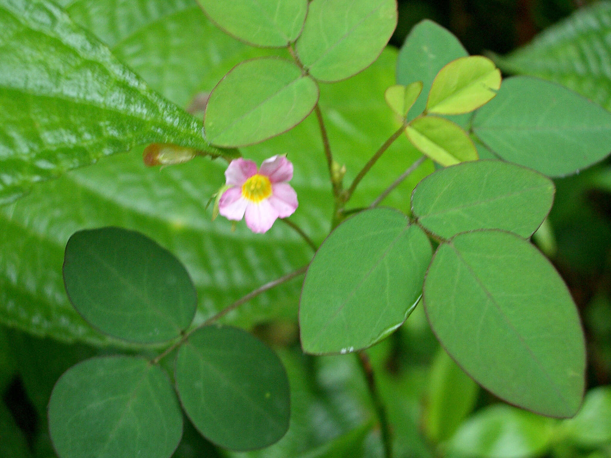 Слика од Oxalis barrelieri L.