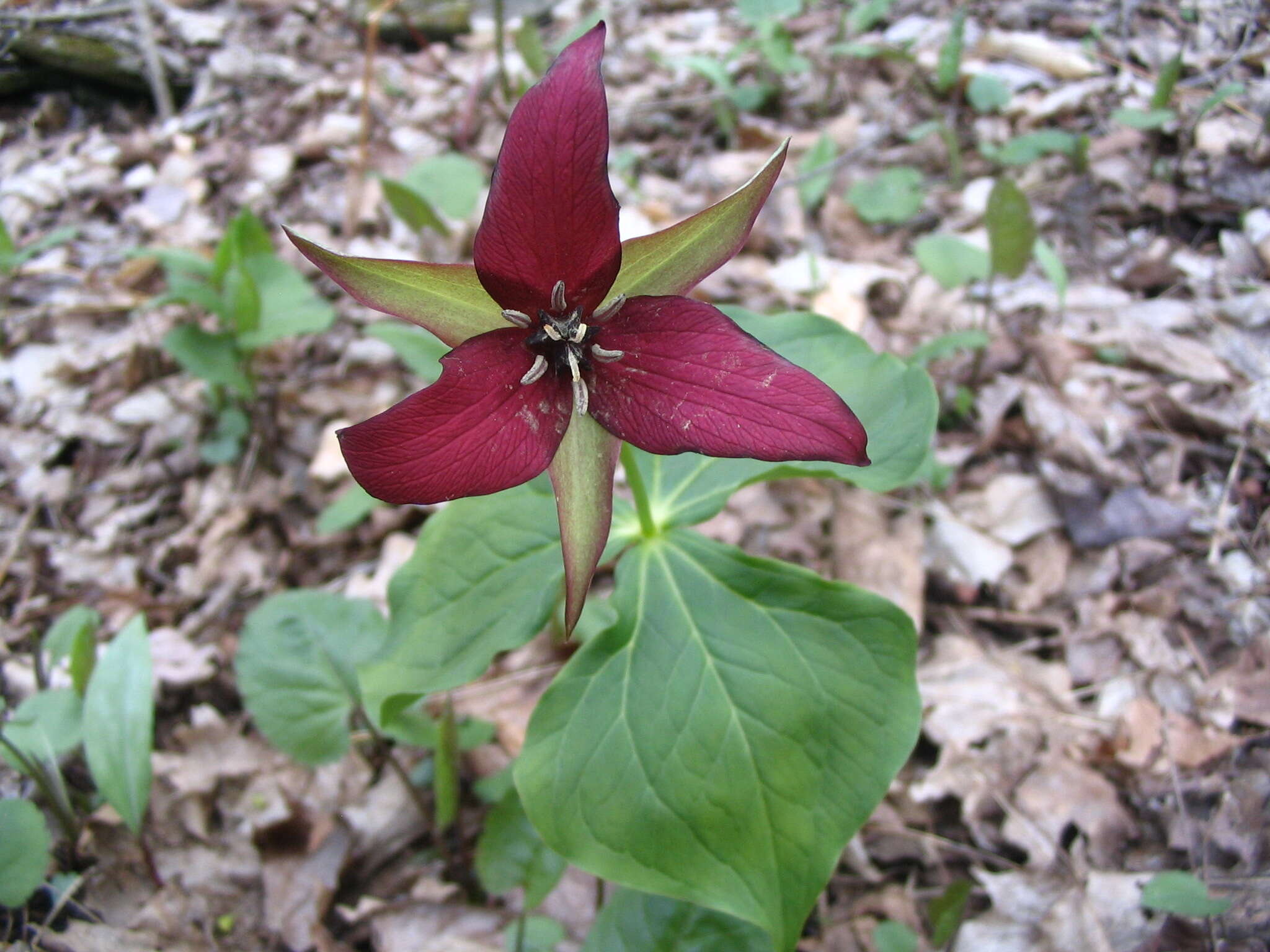 Image of red trillium