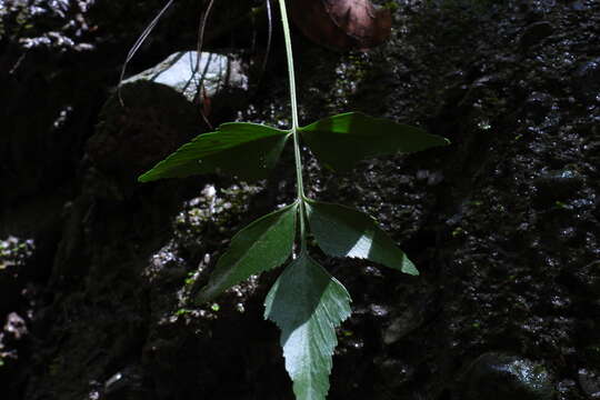 Image of Asplenium falcatum Lam.