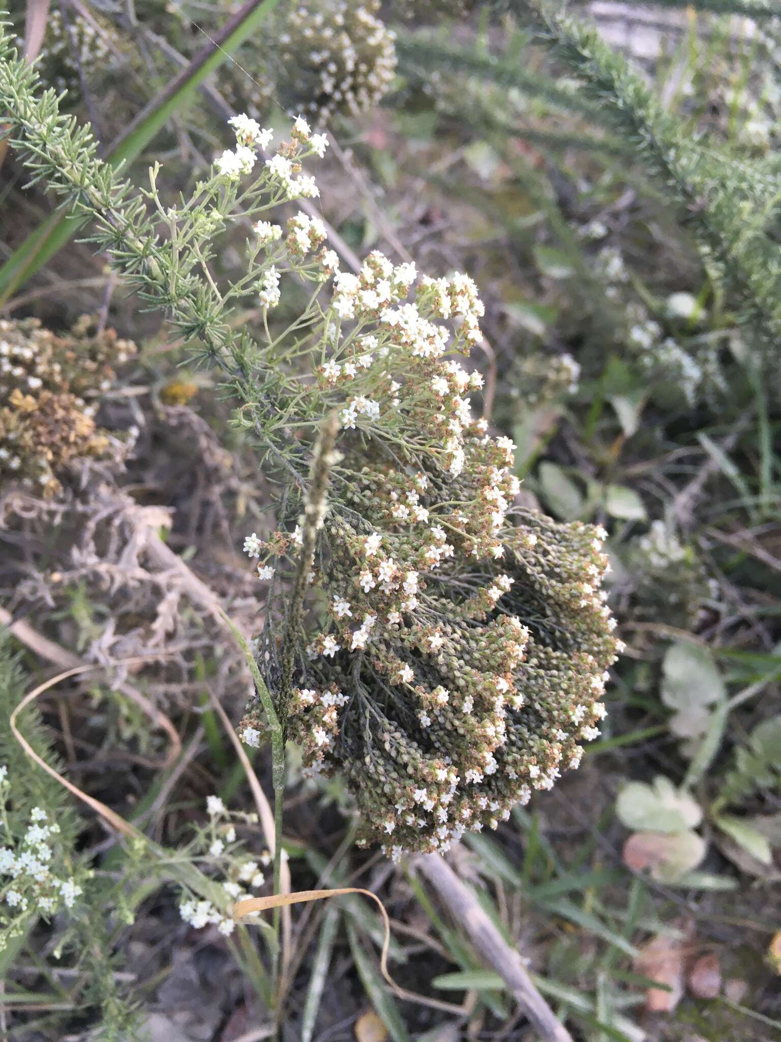 Image of Selago glomerata Thunb.