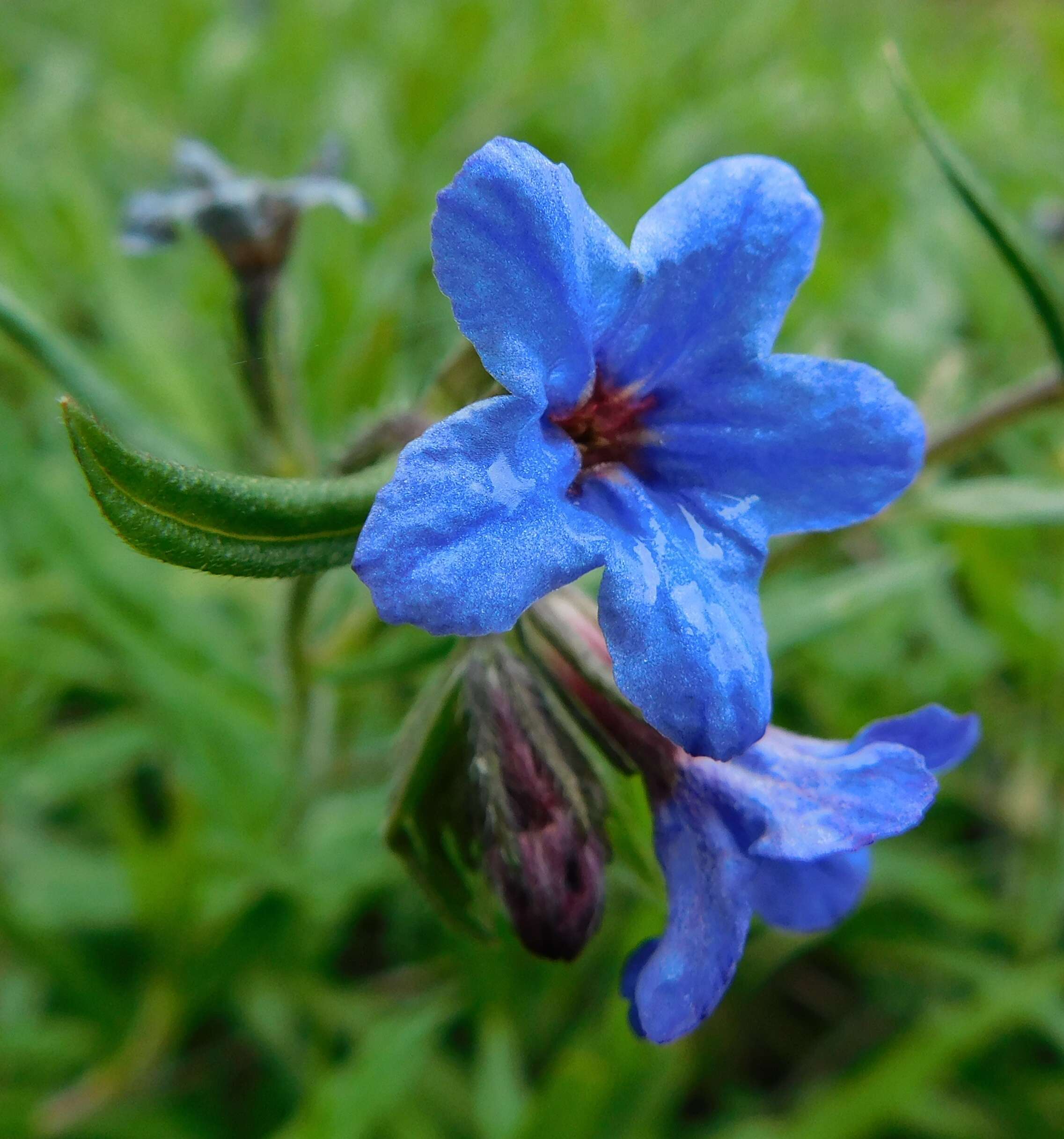 Image of Aegonychon purpurocaeruleum (L.) J. Holub