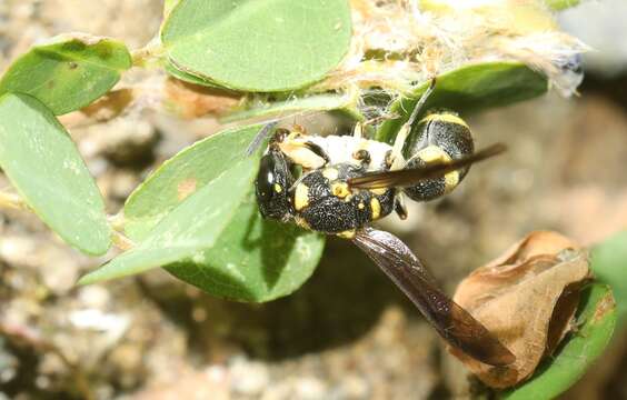 Image de Stenodynerus chinensis