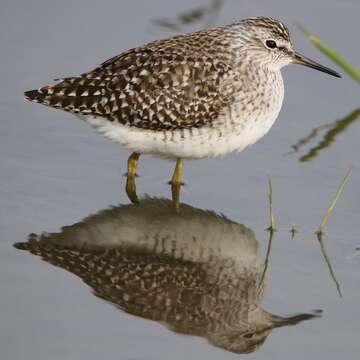 Image of Wood Sandpiper