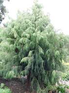 Image of Canary Islands Juniper