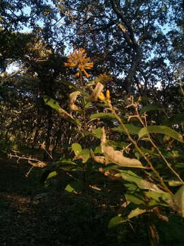 Image of Cestrum thyrsoideum Kunth