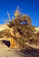 Image of Great Basin bristlecone pine