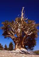 Image of Great Basin bristlecone pine