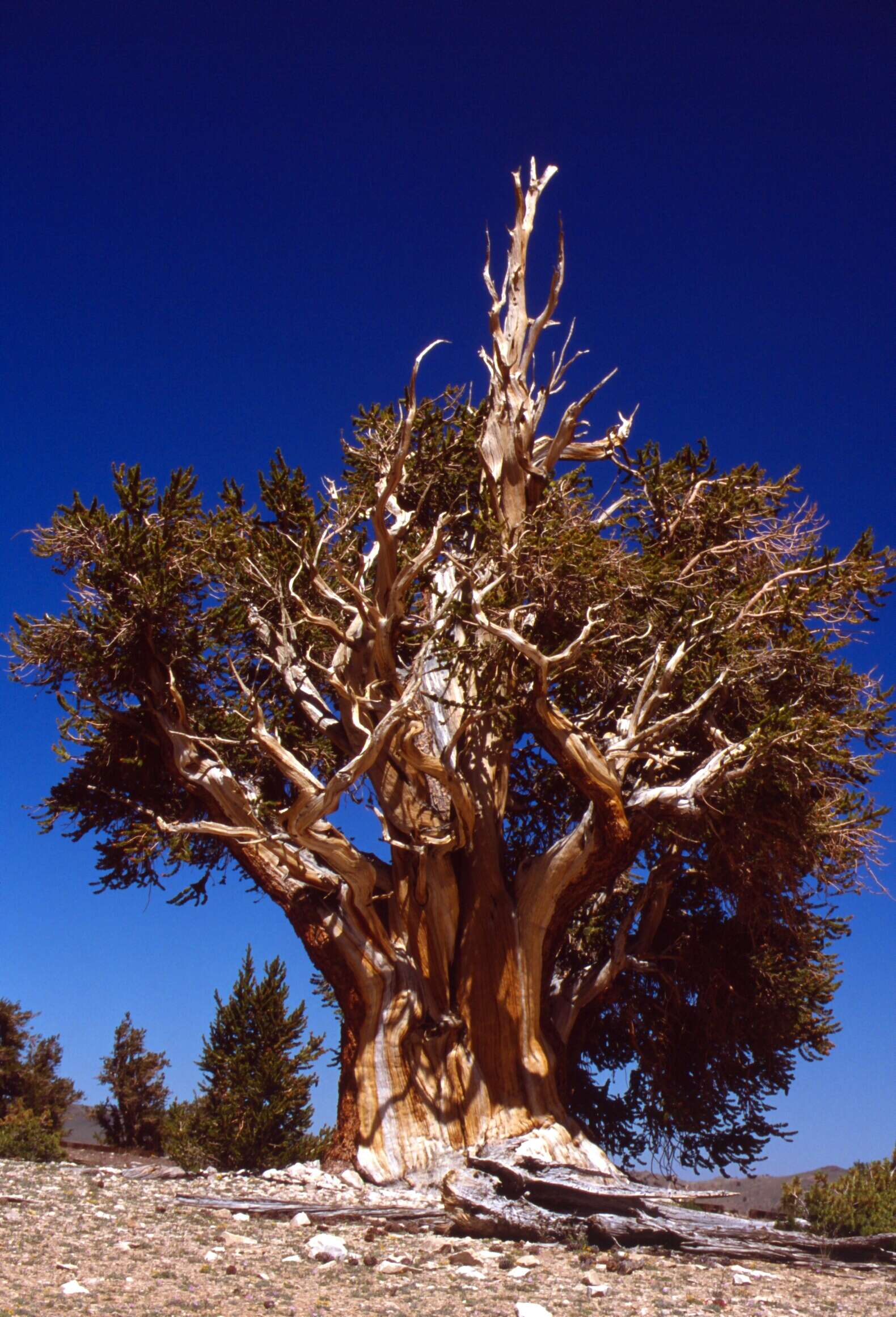 Image of Great Basin bristlecone pine