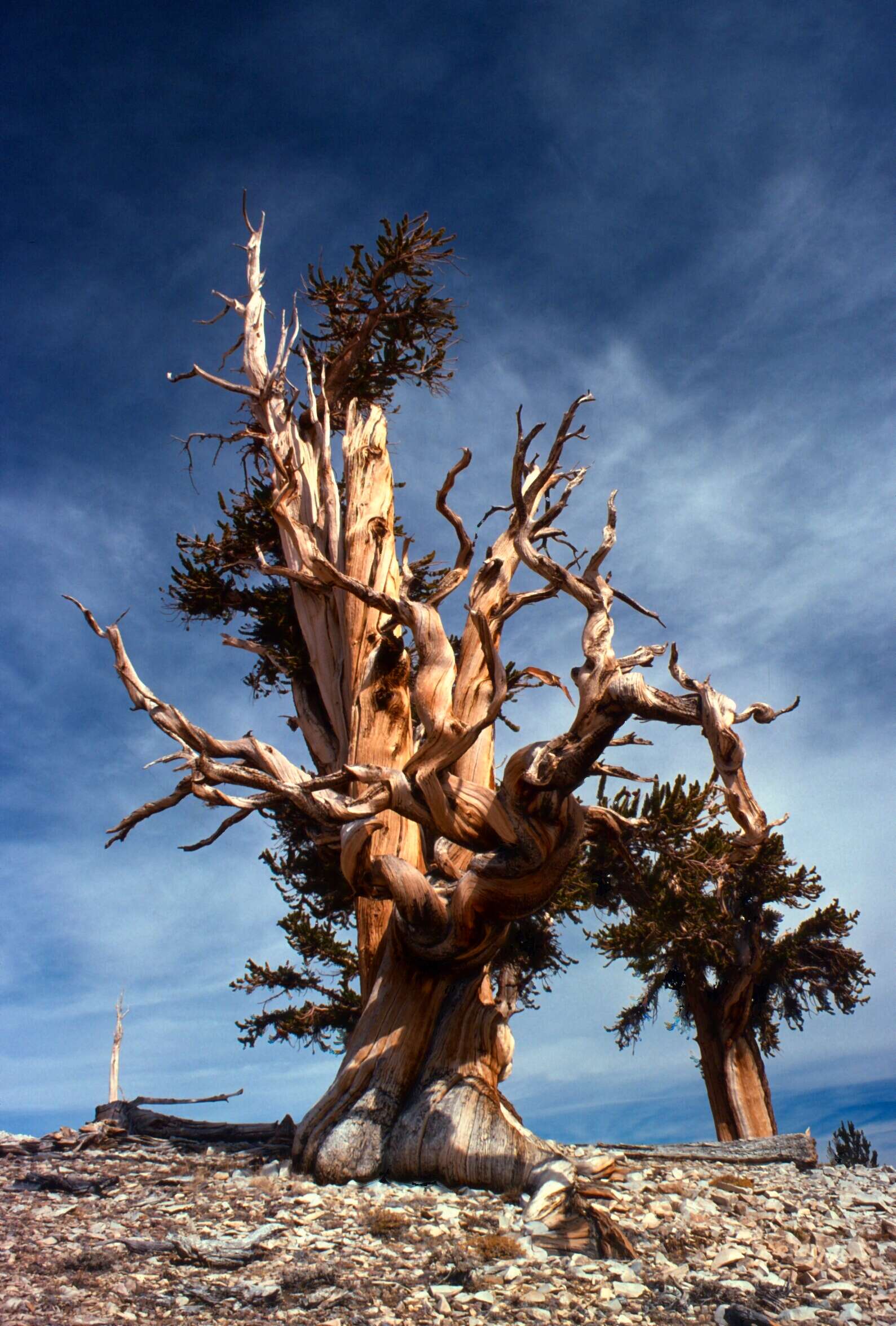 Image of Great Basin bristlecone pine