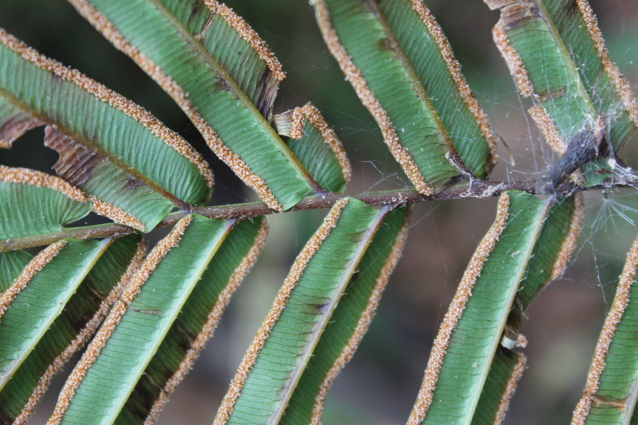 Слика од Pteris vittata L.