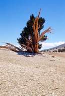 Image of Great Basin bristlecone pine