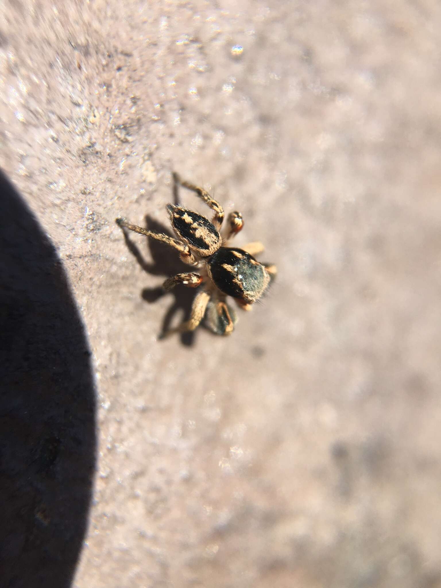 Image of Habronattus pyrrithrix (Chamberlin 1924)