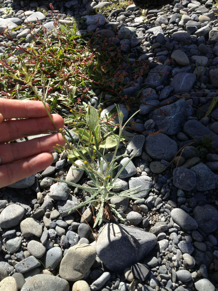 صورة Erechtites quadridentata (Labill.) DC.